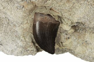 Baby Tyrannosaur Tooth In Sandstone - Judith River Formation #189879