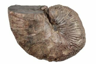 Cretaceous Hoploscaphites Ammonite - Pierre Shale, Montana #189657