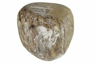 Polished Dinosaur Bone (Gembone) - Morocco #190054