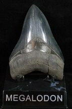Stunning Fossil Megalodon Tooth - Sharp #12008