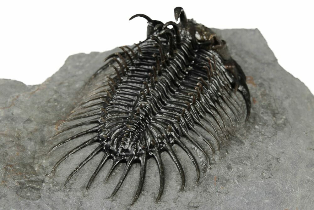 化石標本 三葉虫 USA ファコプス 美麗標本-