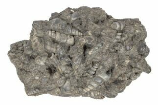 Polished Fossil Gastropod Mollusk (Elimia) Plate - Wyoming #189427