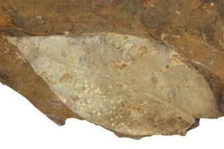Paleocene Fossil Leaf (Averrhoites) - North Dakota #189436
