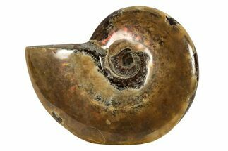 Red Flash Ammonite Fossil - Madagascar #187271