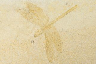 Jurassic, Fossil Dragonfly - Solnhofen Limestone, Germany #190191