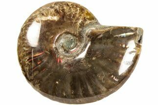 Red Flash Ammonite Fossil - Madagascar #187290