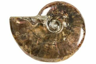 Red Flash Ammonite Fossil - Madagascar #187292