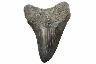 Fossil Megalodon Tooth - South Carolina #168328