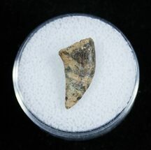 Inch Dromaeosaur/Raptor Tooth From Montana #2037