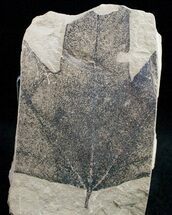 Partial Fossil Sycamore Leaf - Green River Formation #12089