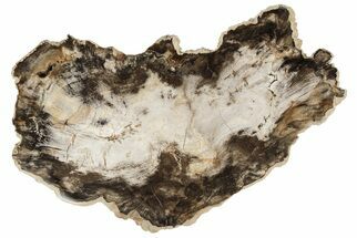 Petrified Wood (Hickory) Slab - Deschutes River, Oregon #190849