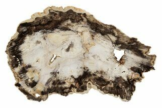 Petrified Wood (Hickory) Slab - Deschutes River, Oregon #190825