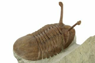 Stalk-Eyed Asaphus Kowalewskii Trilobite - Very Large #191016