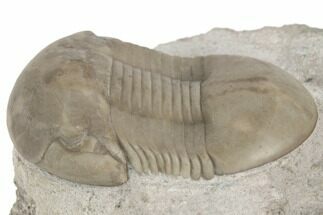 Rare, Dysplanus Babinoensis Trilobite - Russia #191053