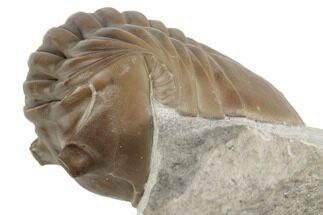 Asaphus Lepidurus Trilobite - Russia #191183