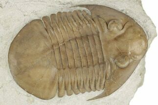 Asaphus Platyurus Trilobite - Russia #191181