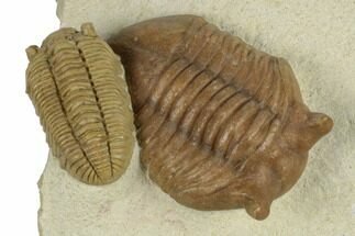 Estoniops & Asaphus Lesnikova Trilobites - Russia - Fossil #191295