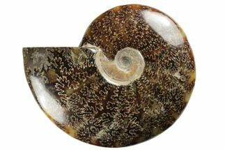 Polished Ammonite Fossil - Madagascar #191513