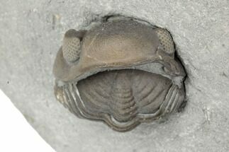 Wide, Enrolled Eldredgeops Trilobite Fossil - Silica Shale, Ohio #191151