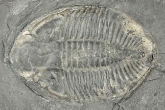 Prone Pseudogygites Trilobite Fossil - Ontario #191155