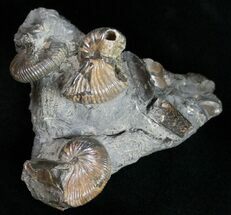 Hoploscaphites Brevis Ammonite Multiple - South Dakota #12095