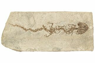 Fossil Salamander (Chelotriton) - Gracanica, Bosnia #191717