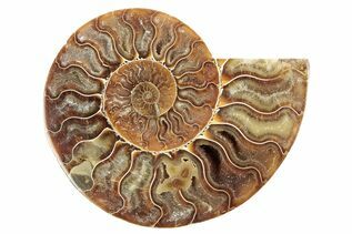 Fossils Under $50 For Sale