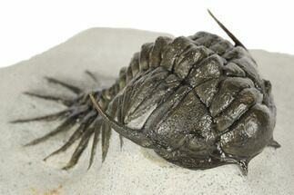 Crotalocephalus (“Cyrtometopus”) Trilobite - Scarce Species #191778