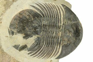 Huge, 3.75" Platyscutellum Massai With Crotalocephalina - Morocco - Fossil #191782