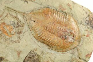 8.9" Megistaspis With Antennae, Carpoids & Trilobites On Back Of Rock - Fossil #191806
