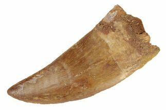 Serrated, Carcharodontosaurus Tooth - Beautiful Tooth #191997