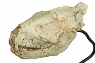 Fossil Oreodont (Merycoidodon) Skull On Metal Stand - Nebraska #192059