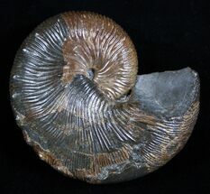 Inch Jeletzkytes Brevis Ammonite Fossil #2056