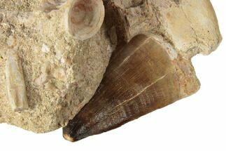 2.15" Mosasaur (Prognathodon) Tooth With Vert & Bone - Fossil #192505