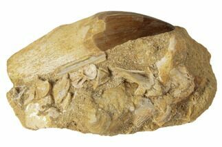 Rooted Mosasaur (Prognathodon) Tooth In Rock - Morocco #192506