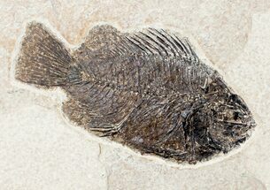 Detailed Priscacara Fossil Fish - Inch Layer #12139