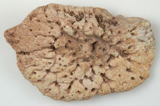 Reptile, Amphibians & Synapsids For Sale