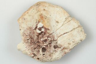 Fossil Phytosaur Scute - New Mexico #192715