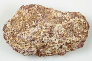 Fossil Phytosaur Scute - New Mexico #192666