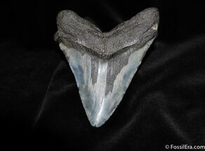 Fearsome Megalodon Tooth - Nearly / Inches #237