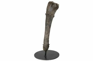19.6" Lambeosaur (Hypacrosaurus) Ulna with Metal Stand - Montana - Fossil #192747