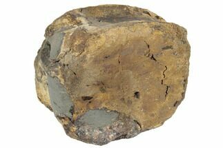 3.7" Partially Pyritized, Fossil Dinosaur Vertebra - Wyoming - Fossil #192559