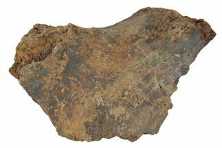 Dinosaur Rib Bone Section - Wyoming #192565