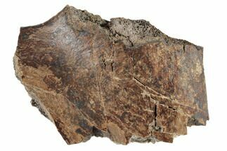Fossil Dinosaur Bone - South Dakota #192689