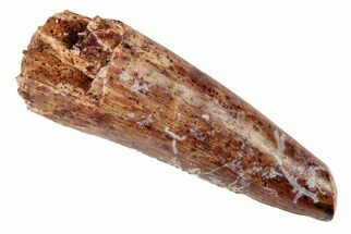 Fossil Phytosaur Tooth - New Mexico #192583