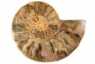 Jurassic, Cut & Polished Ammonite (Half) - Madagascar #191048