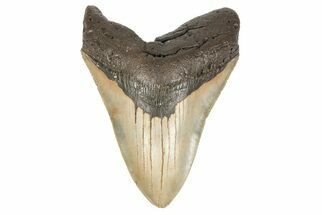 Massive, Fossil Megalodon Tooth - Visible Serrations #192865