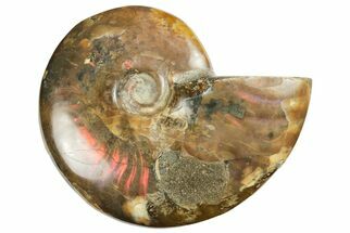 Red Flash Ammonite Fossil - Madagascar #187313