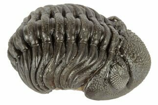 Wide, Partially Enrolled Morocops Trilobite - Morocco #190567