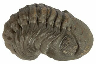 Wide, Partially Enrolled Austerops Trilobite - Morocco #190580